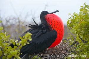 Magnificent frigatebird, adult male on nest, with throat pouch inflated, a courtship display to attract females, Fregata magnificens, North Seymour Island