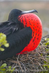 Magnificent frigatebird, adult male on nest, with throat pouch inflated, a courtship display to attract females, Fregata magnificens, North Seymour Island