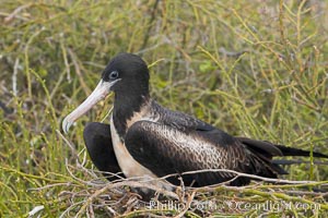 Magnificent frigatebird, adult female on nest, Fregata magnificens, North Seymour Island