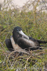 Magnificent frigatebird, adult female on nest, Fregata magnificens, North Seymour Island