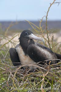 Magnificent frigatebird, adult female on nest, Fregata magnificens, North Seymour Island