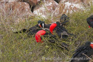 Magnificent frigatebird, bachelor adult males with raised wings and throat pouch inflated in a courtship display to attract females, Fregata magnificens, North Seymour Island