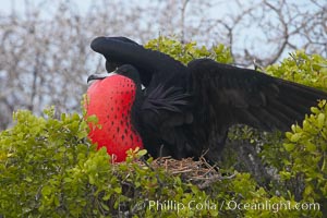 Magnificent frigatebird, adult male on nest, with raised wings and throat pouch inflated in a courtship display to attract females, Fregata magnificens, North Seymour Island