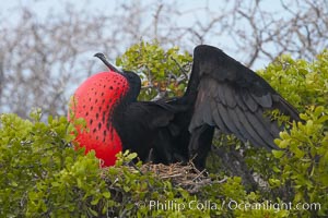 Magnificent frigatebird, adult male on nest, with raised wings and throat pouch inflated in a courtship display to attract females, Fregata magnificens, North Seymour Island
