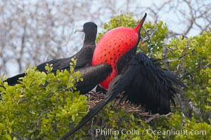 Magnificent frigatebird, adult male (right) and adult female (left), on nest, male with raised wings and throat pouch inflated in a courtship display to attract females, Fregata magnificens, North Seymour Island