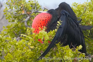Magnificent frigatebird, adult male on nest, with raised wings and throat pouch inflated in a courtship display to attract females, Fregata magnificens, North Seymour Island
