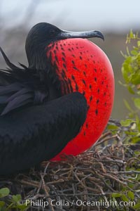 Magnificent frigatebird, adult male on nest, with throat pouch inflated, a courtship display to attract females, Fregata magnificens, North Seymour Island