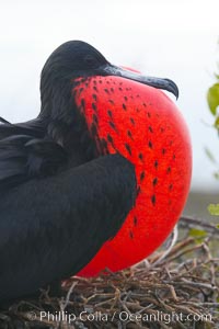 Magnificent frigatebird, adult male on nest, with throat pouch inflated, a courtship display to attract females, Fregata magnificens, North Seymour Island