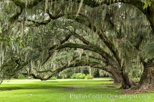 Southern Live Oaks form a shady canopy, Magnolia Plantation, Charleston, South Carolina. USA, Quercus virginiana, natural history stock photograph, photo id 37406