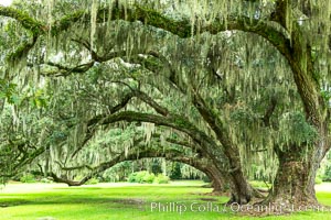 Southern Live Oaks form a shady canopy, Magnolia Plantation, Charleston, South Carolina, Quercus virginiana