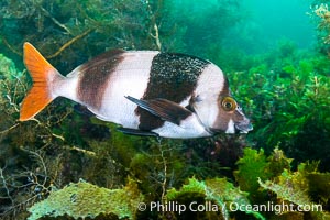 Magpie Perch, Pseudogoniistius nigripes, Kangaroo Island, South Australia, Pseudogoniistius nigripes