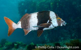 Magpie Perch, Pseudogoniistius nigripes, Kangaroo Island, South Australia, Pseudogoniistius nigripes