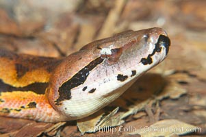 Malagasy ground boa.  The ground boa is the largest boa species in Madagascar, reaching 10 feet (3m) in length.  Its coloration provides excellent camouflage amid rocks, logs and bushy thickets.  It is mainly nocturnal, hunting birds and small mammals, Acrantophis madagascariensis