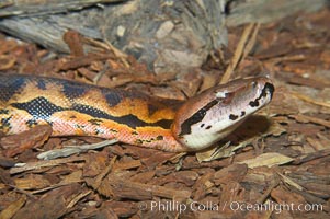 Malagasy ground boa.  The ground boa is the largest boa species in Madagascar, reaching 10 feet (3m) in length.  Its coloration provides excellent camouflage amid rocks, logs and bushy thickets.  It is mainly nocturnal, hunting birds and small mammals, Acrantophis madagascariensis