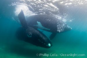 Male and female southern right whales mating underwater, Eubalaena australis. The male positions himself below the female and turns upside down, so the two whales are belly-to-belly and can mate.  Sand has been stirred up by the courtship activities and the water is turbid, Eubalaena australis, Puerto Piramides, Chubut, Argentina