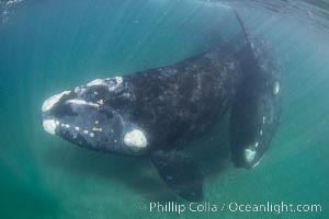 Male and female southern right whales mating underwater, Eubalaena australis, Eubalaena australis, Puerto Piramides, Chubut, Argentina