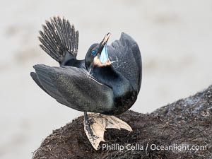 Male Brandt's Cormorant courtship display with head pointing skyward and wings partially spread. Note the blue throat, a type of breeding plumage. Only males skypoint, Phalacrocorax penicillatus, La Jolla, California