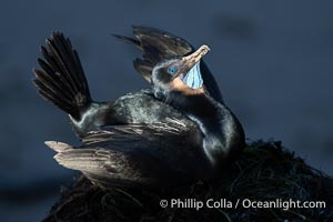 Male Brandt's Cormorant Skypointing, Courtship Display, Breeding Plumage with blue throat and white pin-feathers, La Jolla. Skypointing is an interesting courtship behavior that many birds practice. Among Brandt's Cormorants the male performs this, likely as a way of attracting a mate to the nest he has built by showing off his striking blue throat. He tips his head backward showing off his striking blue throat, and partially raises his wings. Seen here on seacliffs above the ocean, where the fading light of late afternoon just illuminates his head and wings, Phalacrocorax penicillatus