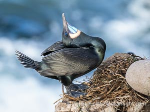 Male Brandt's Cormorant Skypointing, Courtship Display, Breeding Plumage with blue throat and white pin-feathers, La Jolla. Skypointing is an interesting courtship behavior that many birds practice. Among Brandt's Cormorants the male performs this, likely as a way of attracting a mate to the nest he has built by showing off his striking blue throat. He tips his head backward showing off his striking blue throat, and partially raises his wings. Seen here on seacliffs above the ocean, Phalacrocorax penicillatus