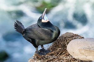 Male Brandt's Cormorant courtship display with head pointing skyward and wings partially spread. Note the blue throat, a type of breeding plumage. Only males skypoint, Phalacrocorax penicillatus, La Jolla, California