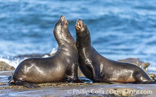 Two male California Sea Lions mock jousting, on Point La Jolla