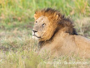 Male Lion of the Marsh Pride, Masai Mara, Panthera leo, Maasai Mara National Reserve