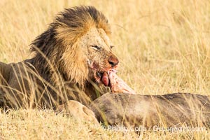 Male Lion with Fresh Kill in Tall Grass, Masai Mara, Kenya, Panthera leo, Maasai Mara National Reserve