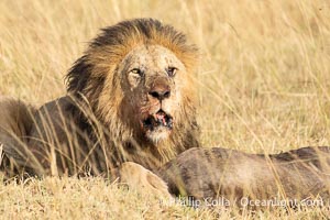 Male Lion with Fresh Kill in Tall Grass, Masai Mara, Kenya, Panthera leo, Maasai Mara National Reserve