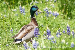 Male Mallard duck in lupine, Bass Lake, California