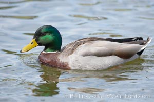 Mallard, male, Anas platyrhynchos, Santee Lakes