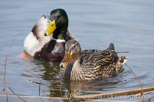 Mallard, female (foreground) and male, Anas platyrhynchos, Santee Lakes