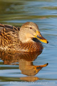 Mallard, female, Anas platyrhynchos, Santee Lakes