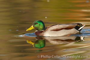 Mallard, male, Anas platyrhynchos, Santee Lakes