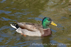 Mallard, male, Anas platyrhynchos, Santee Lakes