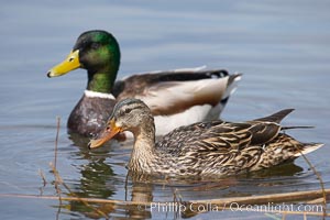 Mallard, female (foreground) and male, Anas platyrhynchos, Santee Lakes