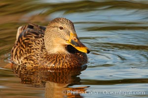 Mallard, female, Anas platyrhynchos, Santee Lakes