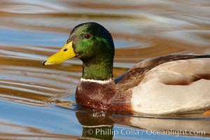 Mallard, male, Anas platyrhynchos, Santee Lakes