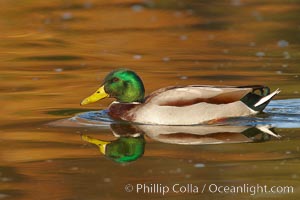 Mallard, male, Anas platyrhynchos, Santee Lakes