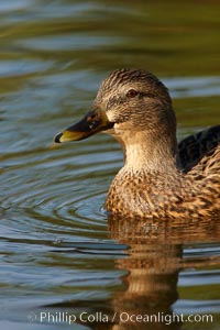 Mallard, female, Anas platyrhynchos, Santee Lakes