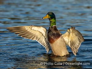 Mallard, Anas platyrhynchos, Anas platyrhynchos, Santee Lakes