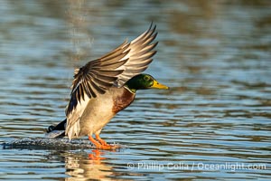 Mallard, Anas platyrhynchos, Anas platyrhynchos, Santee Lakes