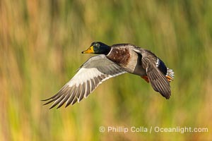 Mallard, Anas platyrhynchos, Anas platyrhynchos, Santee Lakes
