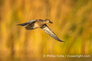 Cinnamon Teal in flight, Anas cyanoptera, Santee Lakes