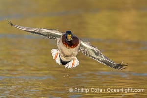 Mallard in flight, Anas platyrhynchos, Santee Lakes, Anas platyrhynchos