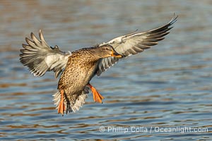 Mallard in flight, female, Anas platyrhynchos, Santee Lakes, Anas platyrhynchos