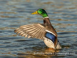 Mallard wing flap showing speculum, iridescent blue with white edges, Anas platyrhynchos, Santee Lakes, Anas platyrhynchos