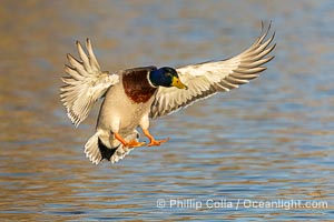 Mallard in flight, Anas platyrhynchos, Santee Lakes, Anas platyrhynchos