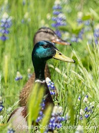 Male and Female Mallard ducks in lupine, Bass Lake, California