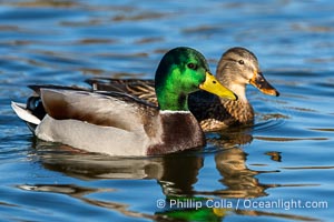 Mallard, male and female courting pair, Anas platyrhynchos, Anas platyrhynchos, Santee Lakes