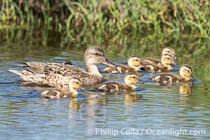 Mallard mother and ducklings, San Elijo Lagoon, Encinitas